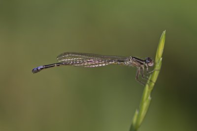 Agrion vertical / Eastern Forktail (Ischnura verticallis)