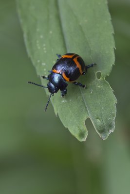 Chrysomle de l'asclpiade - Milkweed labidomera