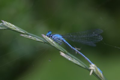 Demoiselle bleue