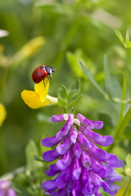Coccinelle à sept points - Sevenspotted lady beetle