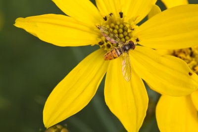 Syrphe
