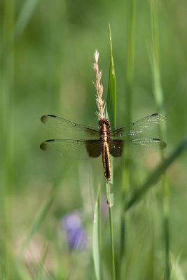 Libellula luctuosa - Widow skimmer female (Libellule mlancolique)