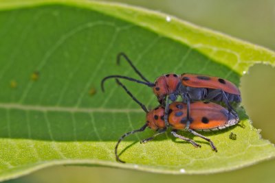 Longicorne de l'asclépiade - Red milkweed beetle