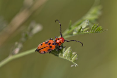 Longicorne de l'asclépiade - Red milkweed beetle
