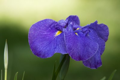 Iris japonais