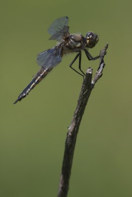 Libellule - Dragonfly