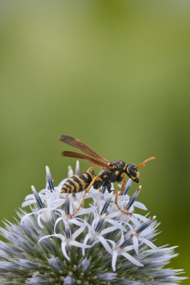 Guêpe - Wasp