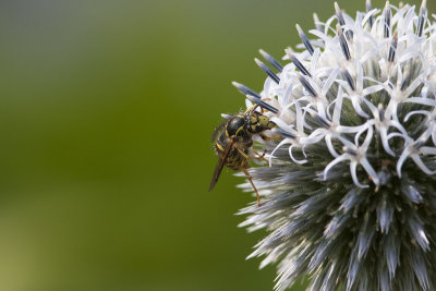 Guêpe - Wasp