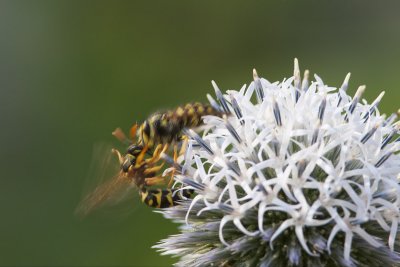 Guêpe - Wasp