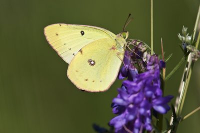 Coliade du trèfle - Clouded sulphur (Colias philodes)