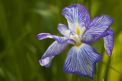 Iris japonais