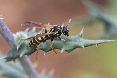 Guêpe poliste - European Paper wasp (Polistes dominula)