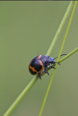 Chrysomèle de l'asclépiade - Milkweed labidomera