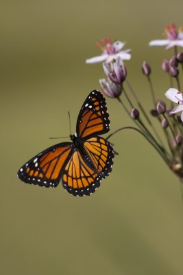 Vice-roi / Mimic (Limenitis archippus)