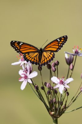 Vice-roi / Mimic (Limenitis archippus)