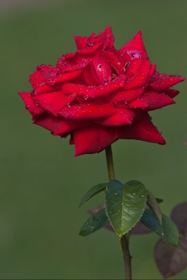Rose et rose