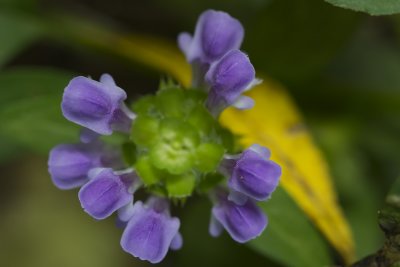 Prunelle vulgaire / Heal-all  (Prunella vulgaris)