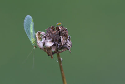 Chrysope aux yeux d'or / Golden-eye lacewing (Crysopa oculata)