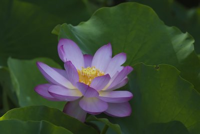 Lotus d'Orient / Lotus Flower (Nelumbo nucifera)