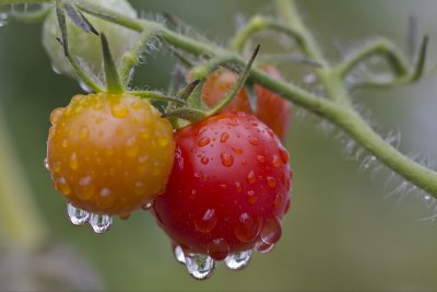 Tomates cerises aprs une pluie
