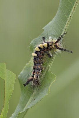 Rusty Tussock Moth caterpillar (Orygia antiqua)