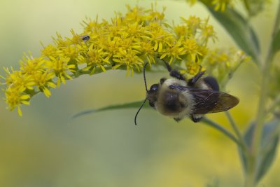 Bourdon - Bumblebee