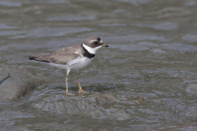 Pluvier semipalmé / Semipalmated Plover (Charadrius semipalmatus)