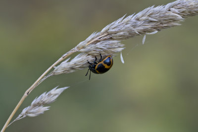 Chrysomle de l'asclpiade - Milkweed labidomera