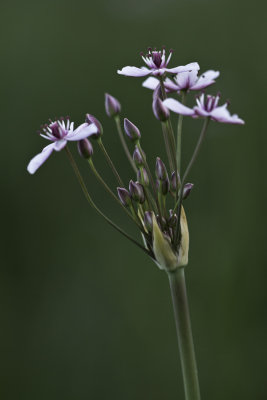Butome  ombelle / Flowering Rush (Butomus umbellatus)