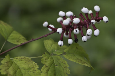 Actée blanche / White baneberry (Actaea pachypoda)