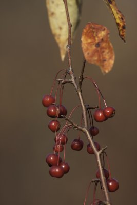 Cerisier de Pennsylvanie - Pin Cherry (Prunus pennsylvanica)