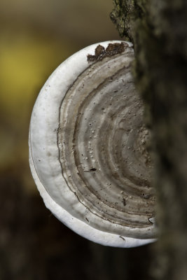 Ganoderme des artistes - Artist's Conk (Ganoderma applanatum)