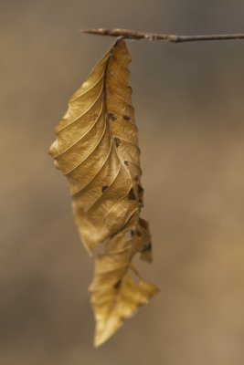 Hêtre à grandes feuilles - American beech - Fagus grandifolia