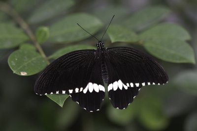 Voilier mormon / Common Mormon (Papilio polytes)