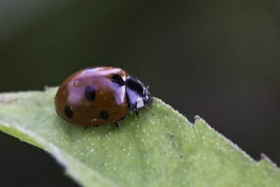 Coccinelle  sept points - Sevenspotted lady beetle
