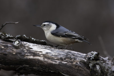 Sittelle à poitrine blanche - White-breasted Nuthatch