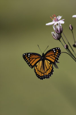 Vice-roi / Mimic (Limenitis archippus)