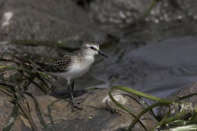 Bcasseau semipalm - Semipalmated Sandpiper (Calidris pusilla)