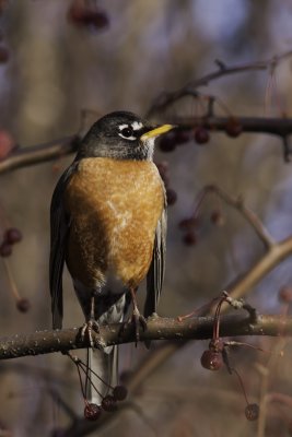 Merle d'Amérique - American Robin (Turdus migratorius)