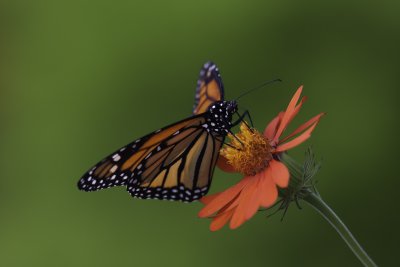 Monarque - Monarch (Danaus plexippus)
