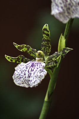 Orchide (Zygopetalum maculatum)