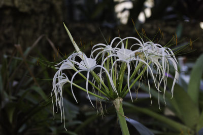 Lis araigne - Spider Lily (Hymenocallis littoralis)