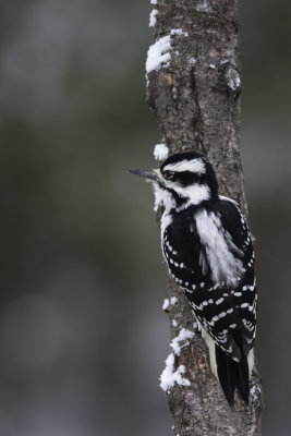 Pic chevelu - Hairy Woodpecker (Picoides villosus)