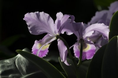 Cattleya trianae (Orchide)