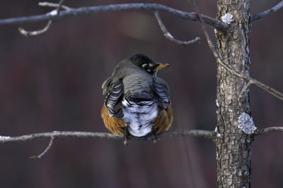 Merle d'Amérique - American Robin (Turdus migratorius)