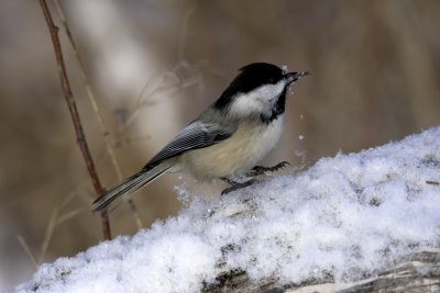 Msange  tte noire - Black-capped Chickadee (Parus atricapillus)