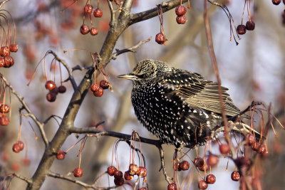 Étourneau sansonnet - European Starling (Sturnus vulgaris)