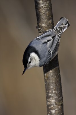 Sittelle  poitrine blanche / White-breasted Nuthatch (Sitta carolinensis)