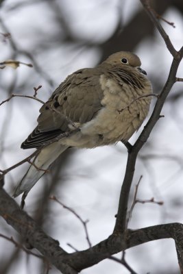 Tourterelle triste / Mourning Dove (Zenaida macroura)