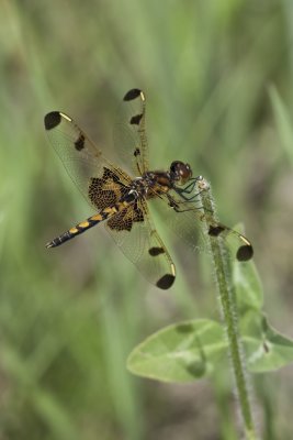Clithme indienne (femelle) - Calico pennant 